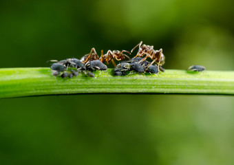 ants taking care of their aphids
