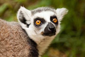 Naklejka na ściany i meble Katta (Lemur catta)