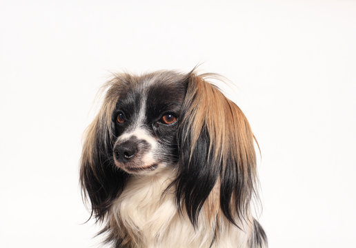 butterfly papillon dog Close-up portrait on a white background