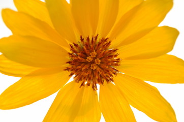 Close-up Of A Bright Yellow Daisy Flower