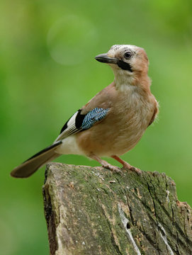 Portrait de geai