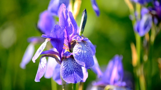 iris flower on a green background