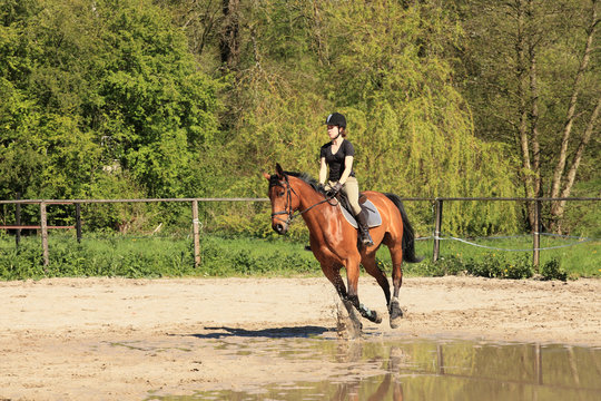 beautiful equestrienne on brown horse in summer