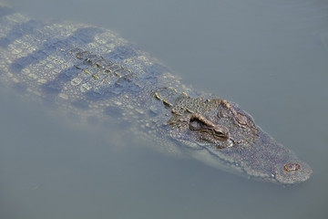 Asia crocodile floating
