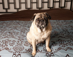 Pug Sitting Down on Bed