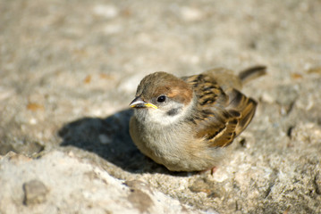 Little sparrow