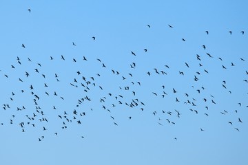 Birds