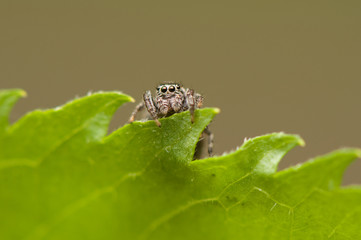 Jumping spider