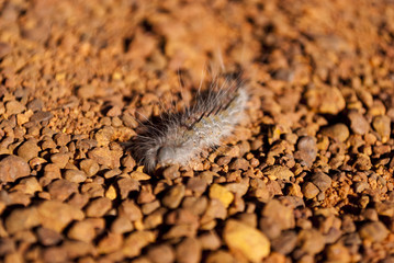 Australian millipede crawler