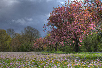 Meadow landscape with cherry blossom