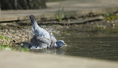 Bathing wood pigeon