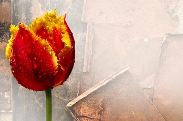 Papier Peint photo Lavable Tulipe tulipany