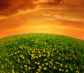 dandelions field in the sunset - fisheye shot
