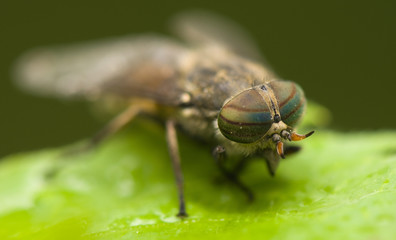 Horse fly