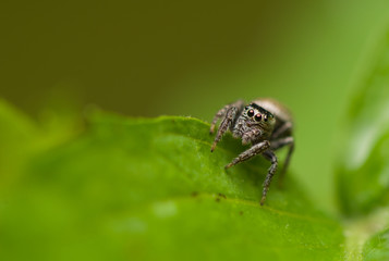 Jumping spider