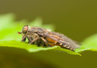 Horse fly