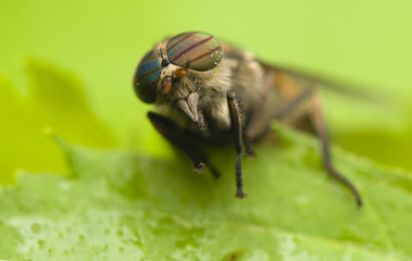 Horse fly