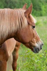 Obraz premium Red horse is grazing on a green meadow