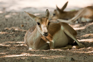 Persische Kropfgazelle (Gazella subgutturosa subgutturosa)