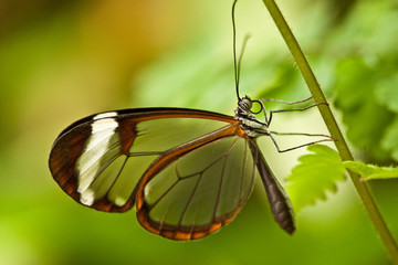 Glasflügelfalter (Greta oto)