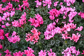 pink cyclamen
