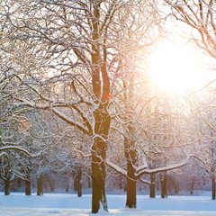 Winterwald