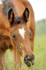 Fototapeta premium Horse