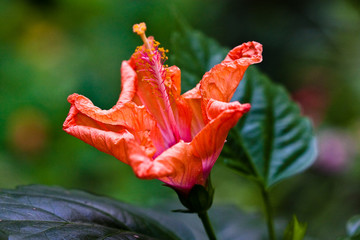 Hibiskus (Hibiscus) © Jearu