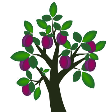 Decorative plum tree with ripe fruits