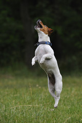 Jumping Jack Russell Terrier dog