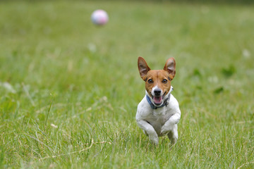 Running dog for a ball