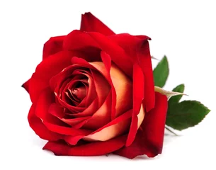 Fotobehang rode roos geïsoleerd © margo555
