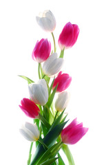 Obraz na płótnie Canvas kwiaty tulipan