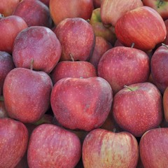 Apple fruit