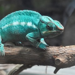 Chameleon