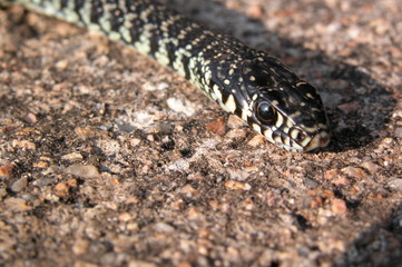 biscia di campagna 2