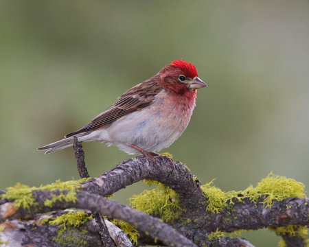 Male Cassin's Finch