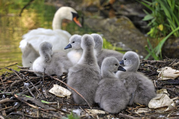Swan Nest and Cygnets