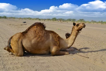 Papier Peint photo Lavable Chameau Camel and her son sitting on the road close up