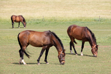 Grazing brown Horses on the green Pasture