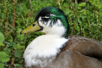 Duck Hybrid