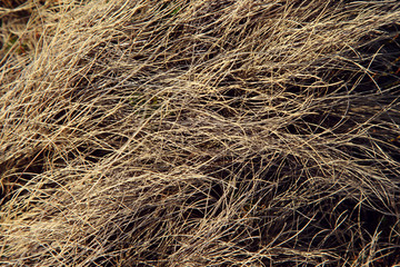 grass