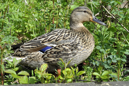 Mallard Duck Female