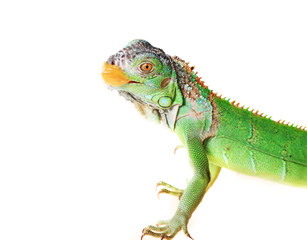 Naklejka premium iguana (Iguana iguana)
