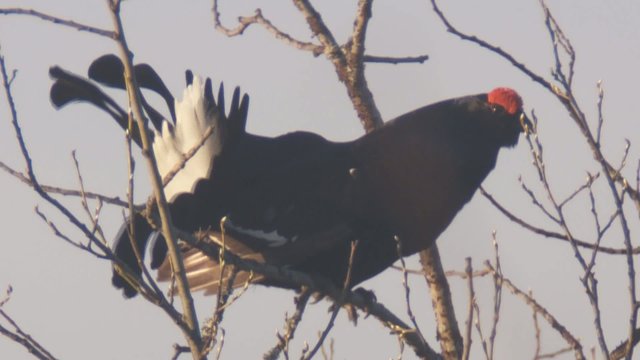 birkhahnbalz