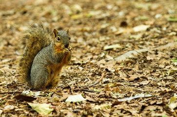 Squirrel Taking a chomp of something to eat