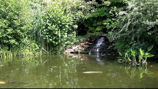 bassin de jardin aquatique