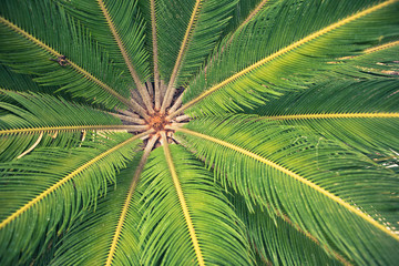 palm tree leaves background, closeup view