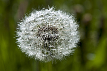 Fluff of a dandelion.
