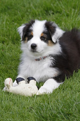 Aussie-Welpe mit Spielzeug